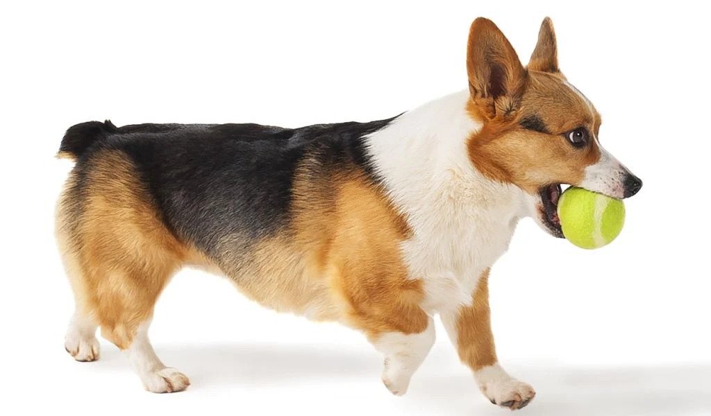 can dogs choke on tennis balls