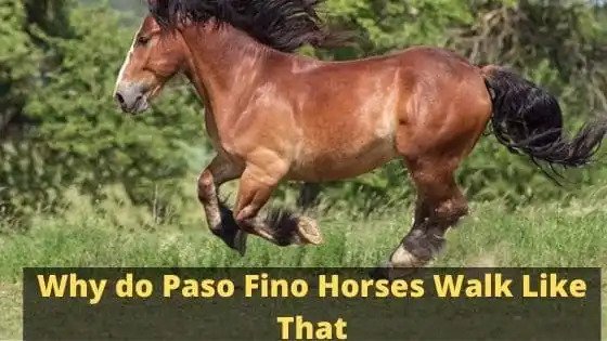 why do paso fino horses walk like that