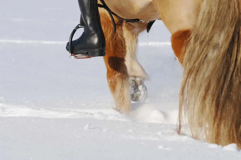 do horses feet get cold