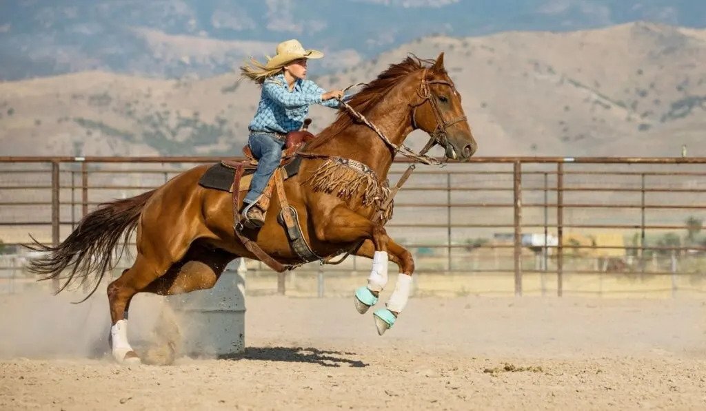 how much does a barrel racing horse cost