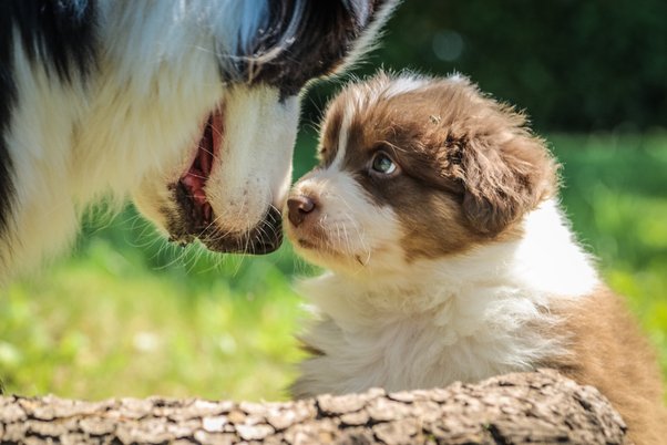 mother dog growling at newborn puppies