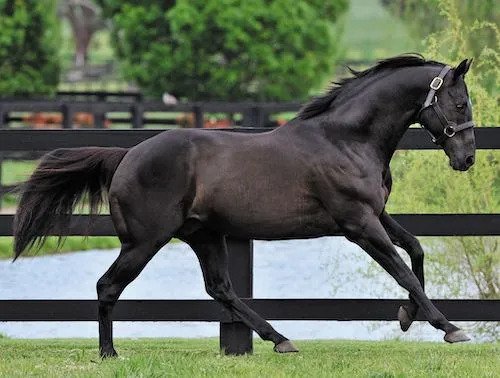 Irish Sport Horses are typically good beginner horses. A traditional Irish Sport Horse is an offspring from a Thoroughbred and Irish Draught Horse cross.