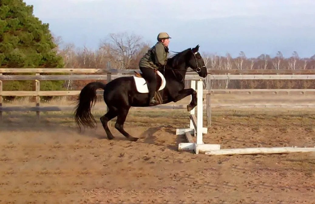 gaited horses do show jumping