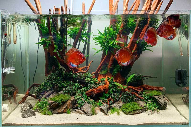 sand need for a freshwater aquarium