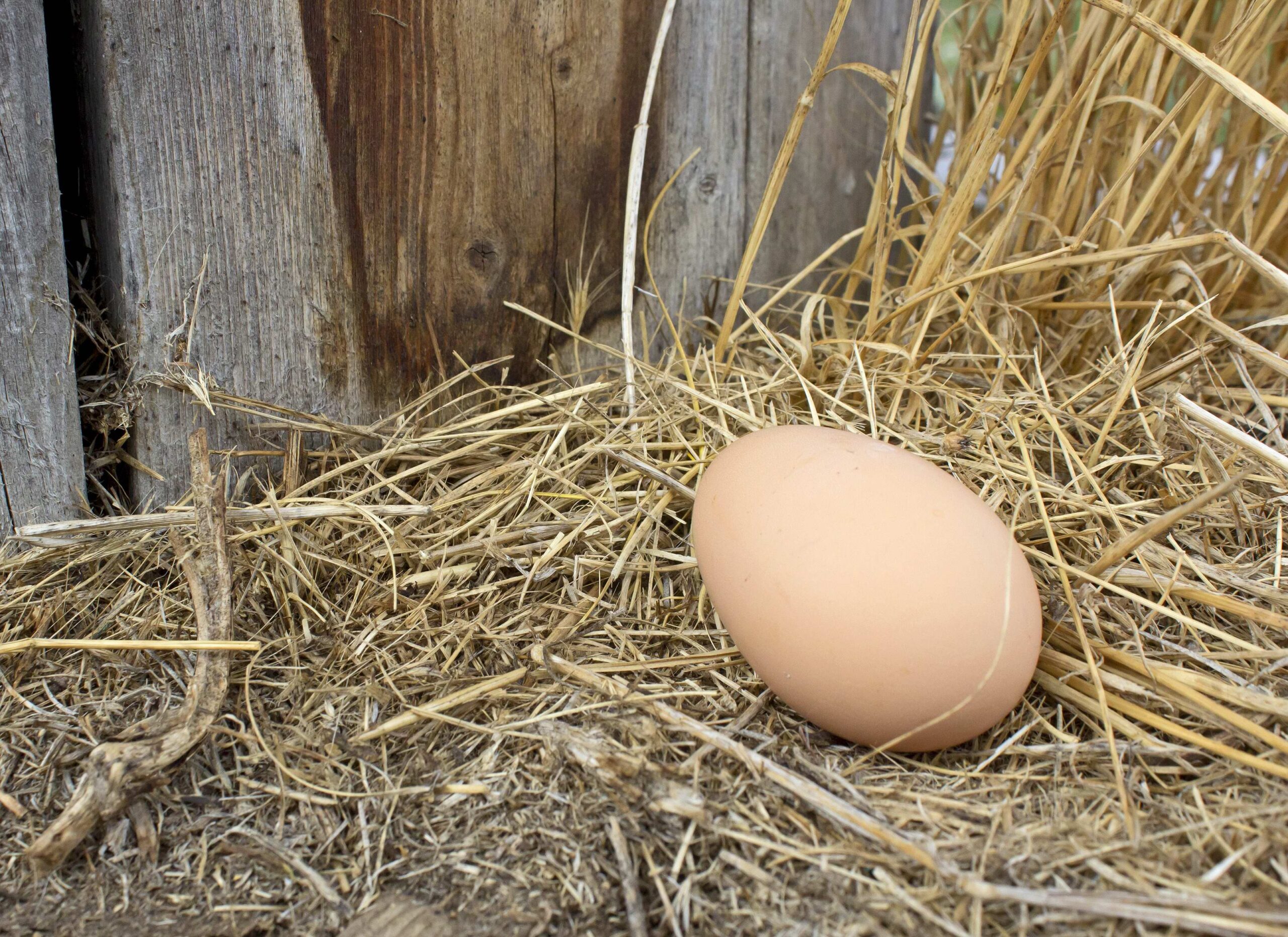 chicken laying eggs outside coop