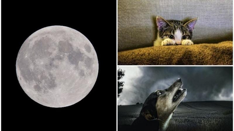 why do animals act weird during a full moon