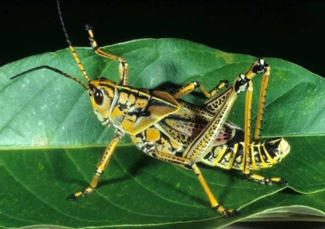 eastern lubber grasshopper poisonous to dogs