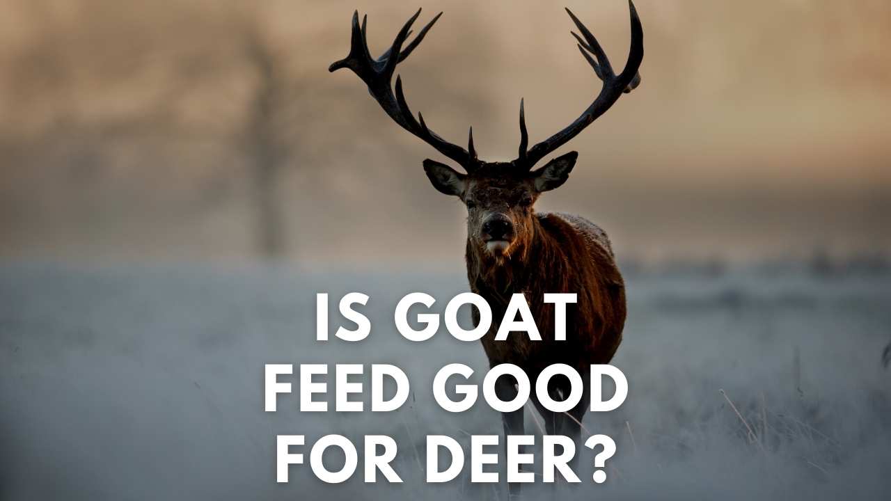can deer eat goat feed
