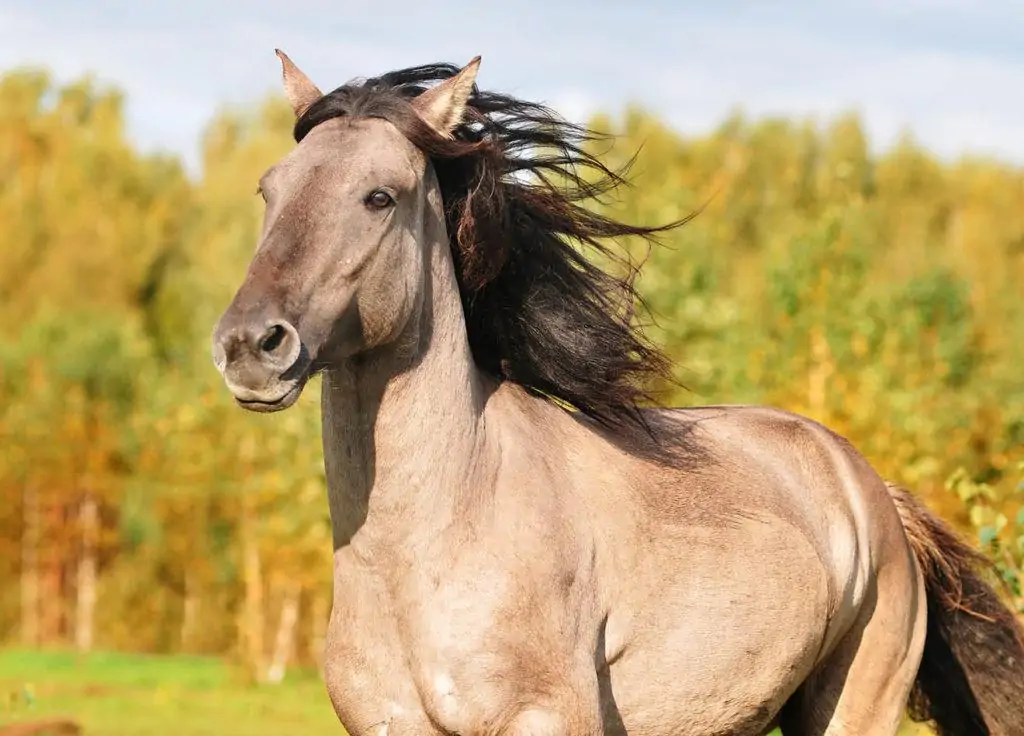 what is a grulla horse