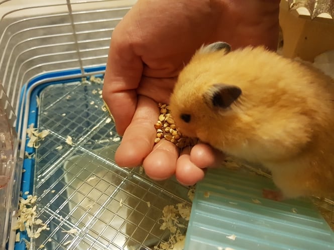 what can i feed my hamster if i run out of food