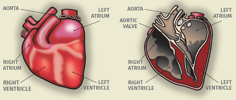 horse’s heart compared to human