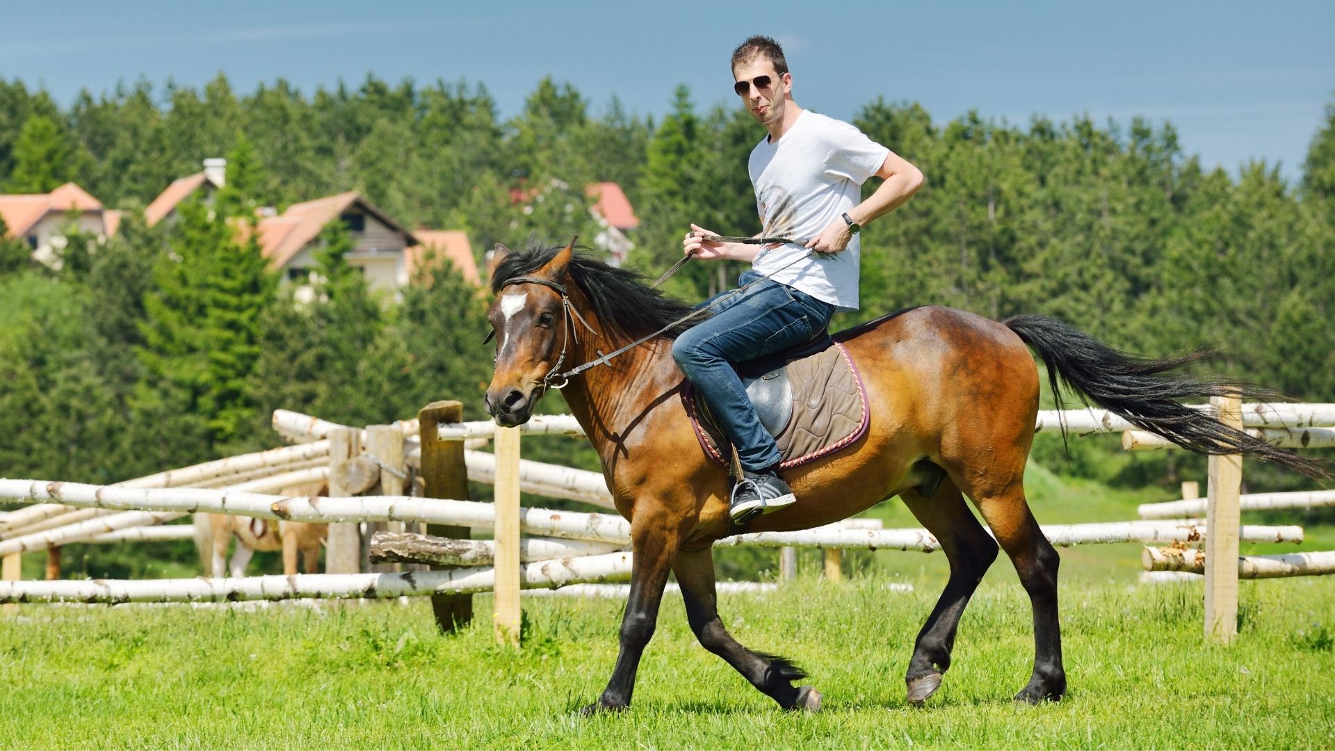 horse carry a 300 pound person