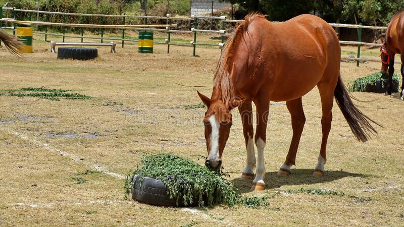 can-horses-eat-alfalfa-hay-things-you-should-know