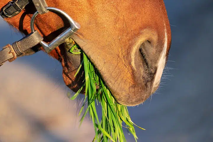 can horses eat green beans