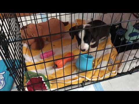 puppies crate in your bedroom