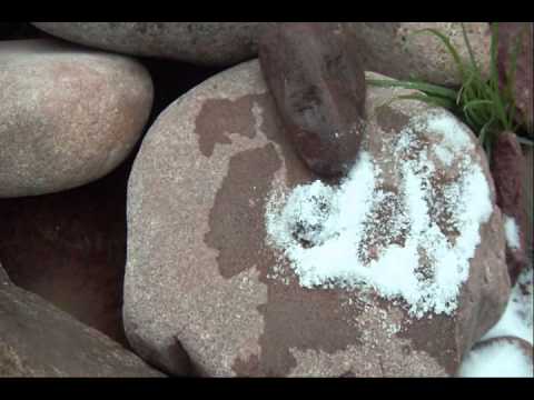does salt kill leeches