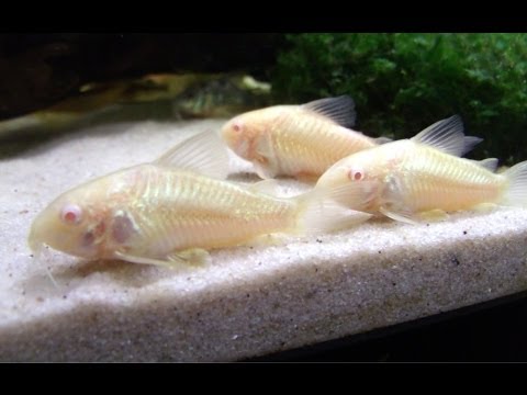 albino Cory catfish breed
