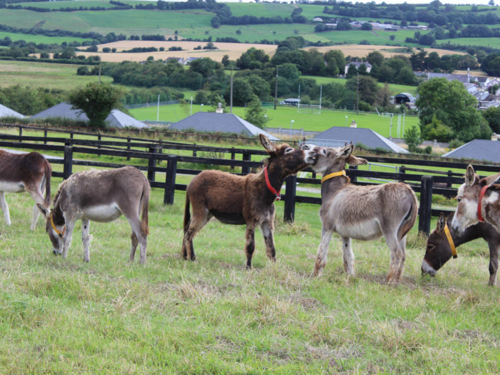 do mules protect livestock