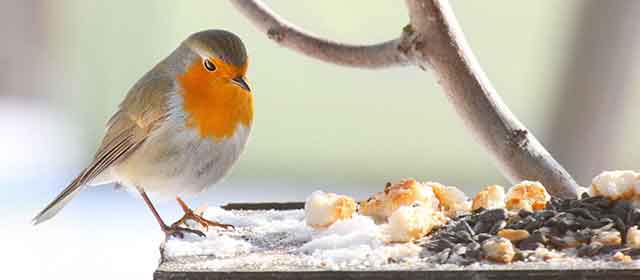 can birds eat rye bread