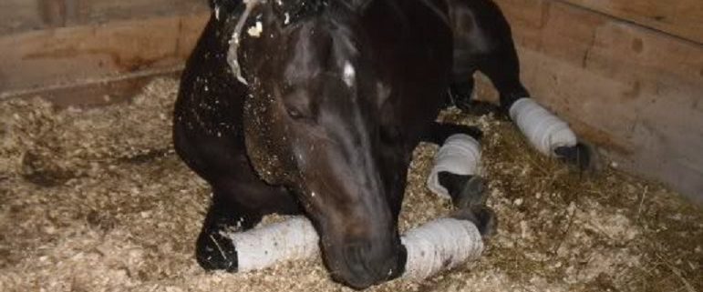 is horse reining cruel