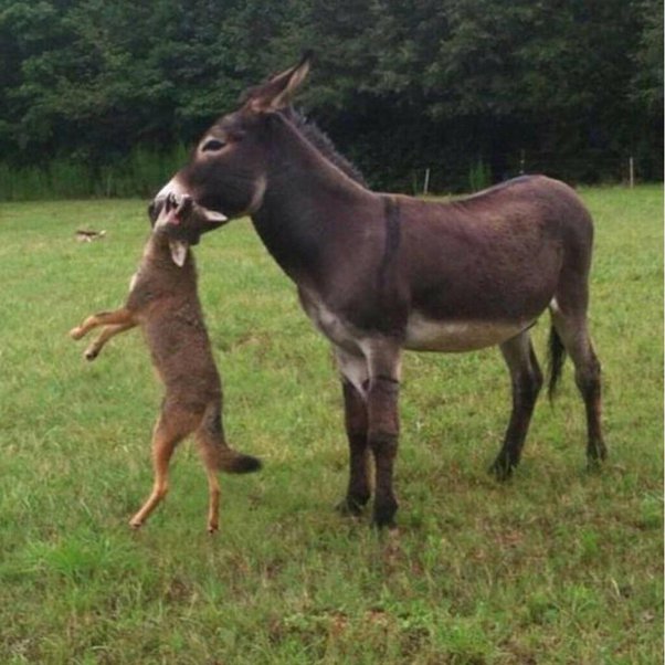 donkey fights coyote
