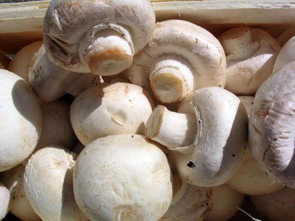 eat an uncooked mushroom