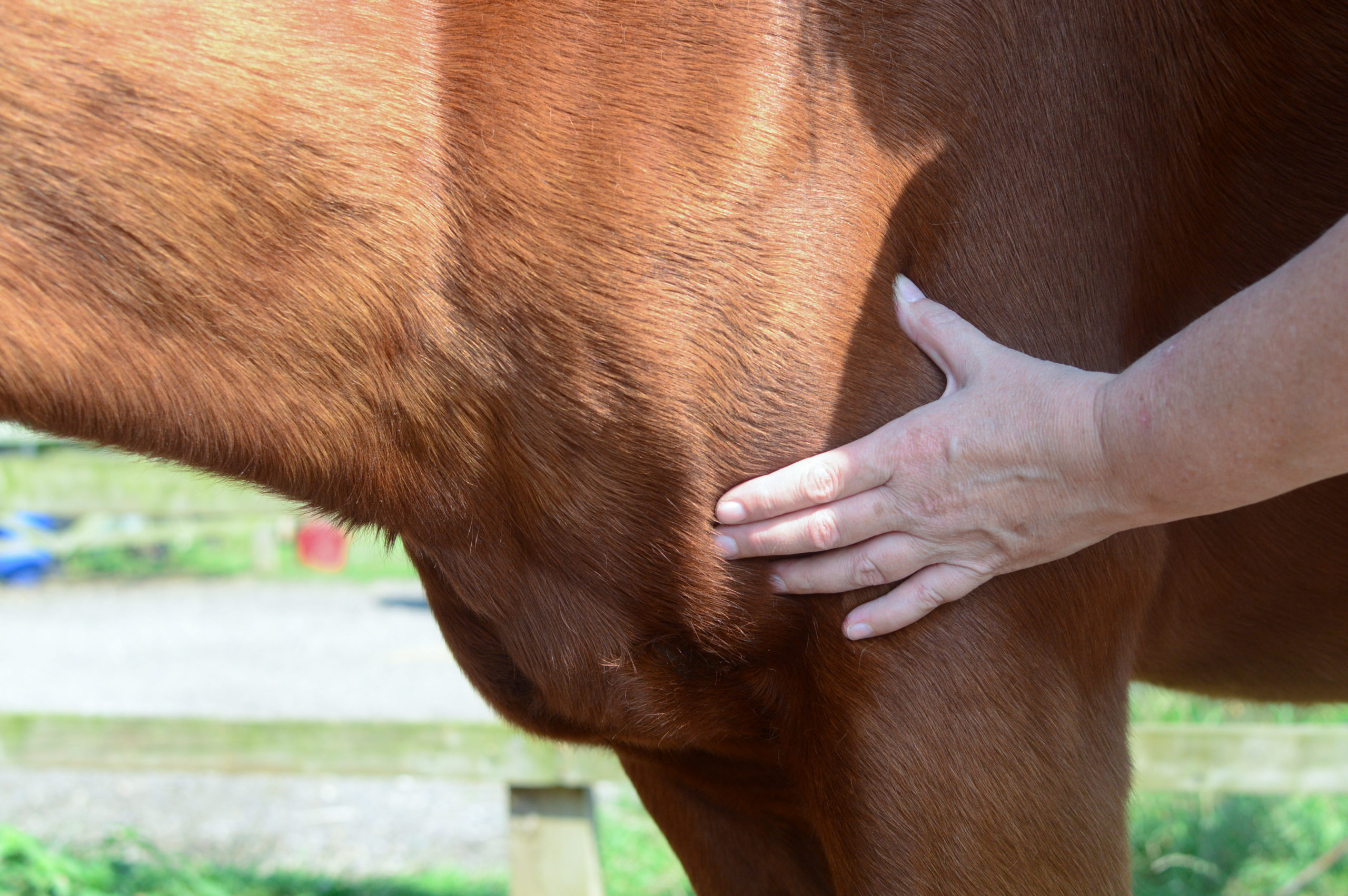 hematoma to heal on a horse
