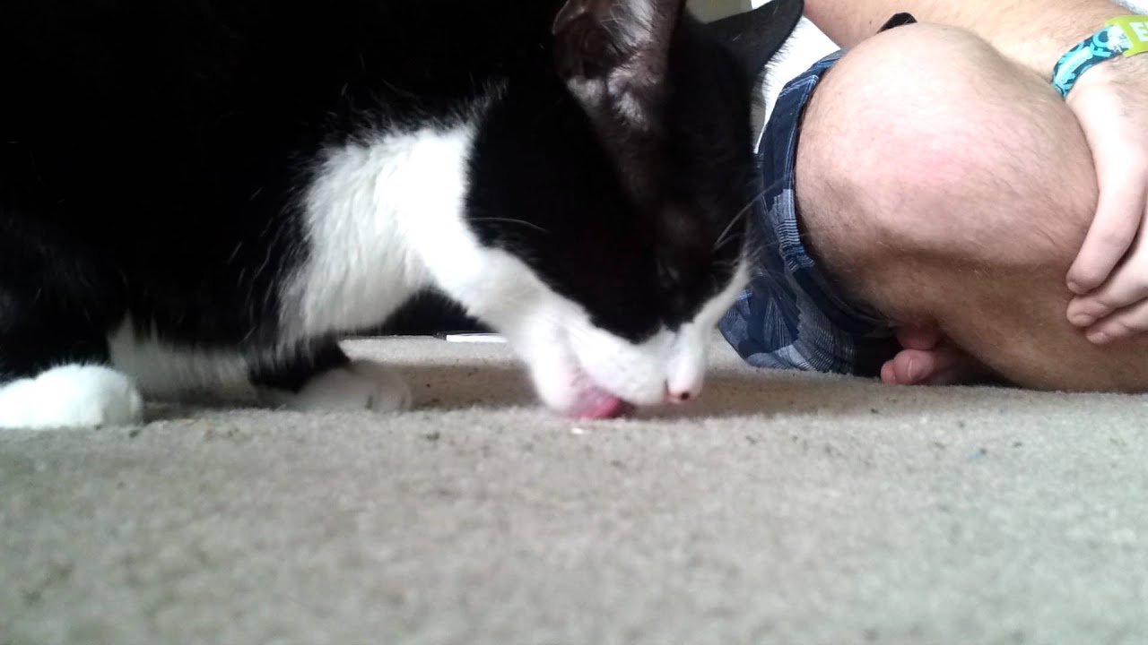 cat licks floor