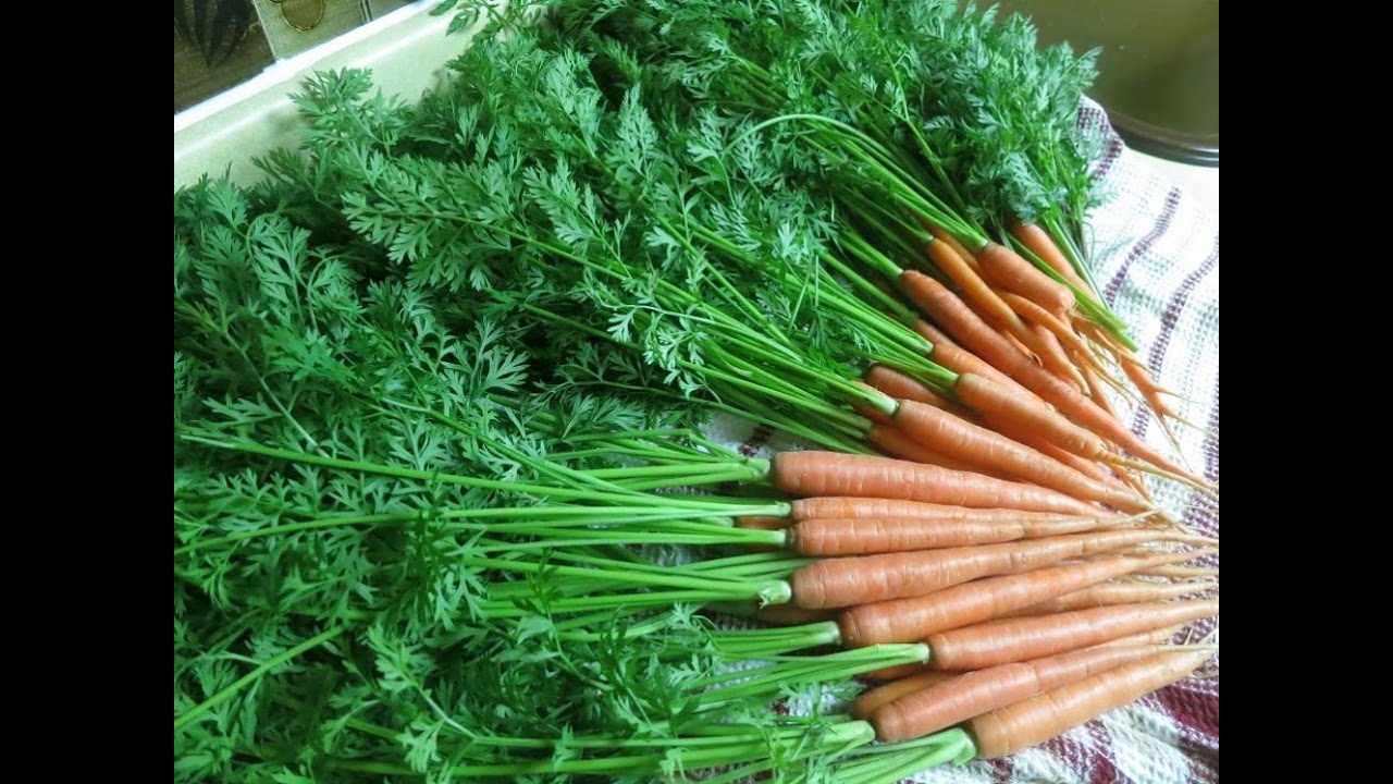 can eat carrot greens