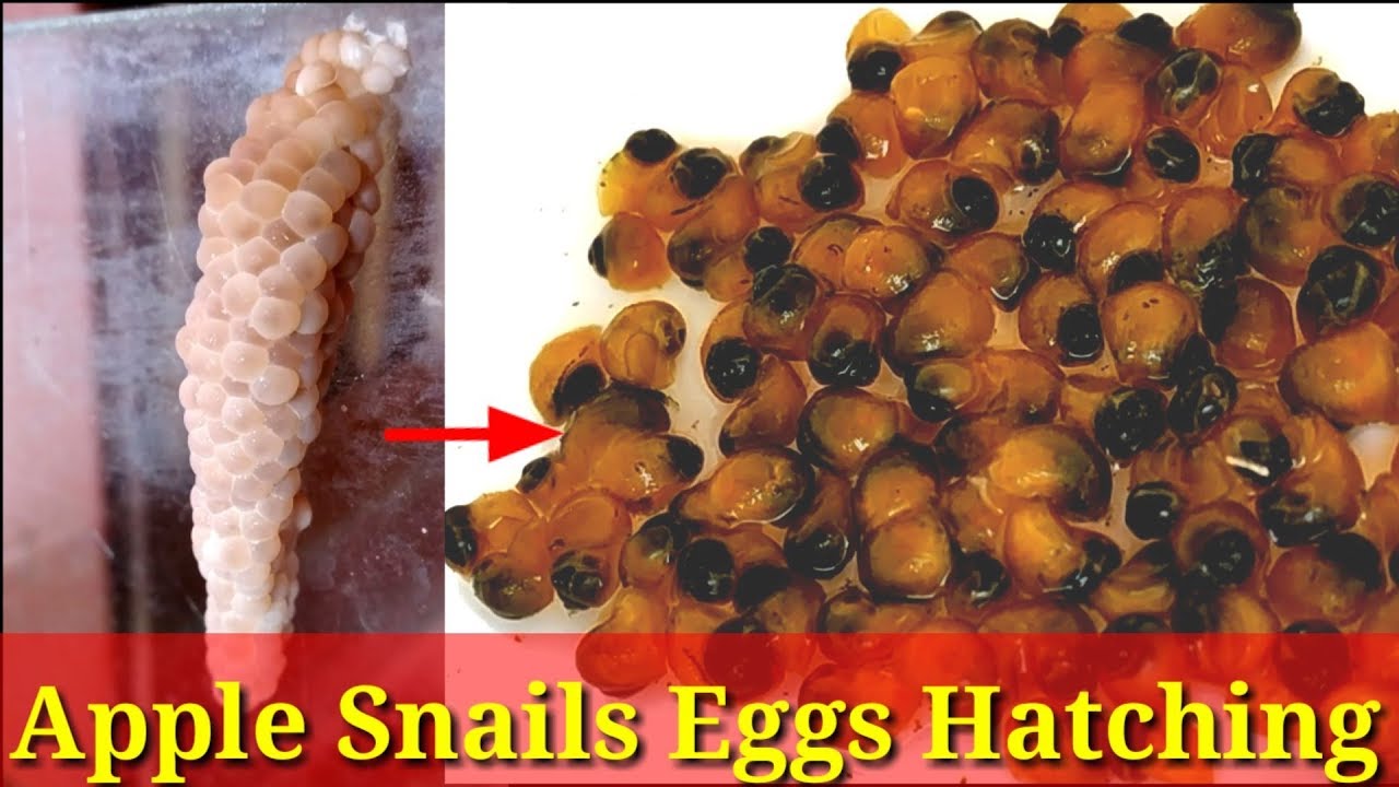 How long do aquarium snail eggs take to hatch?