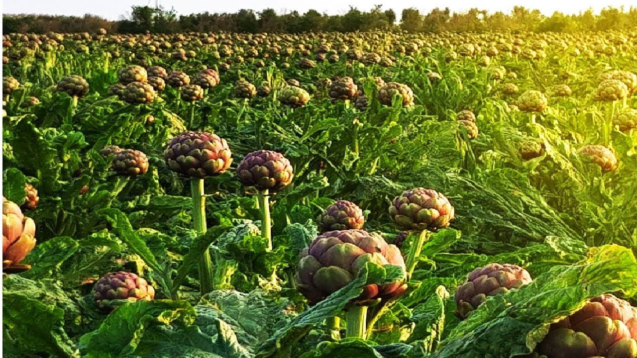 how long are artichokes good for