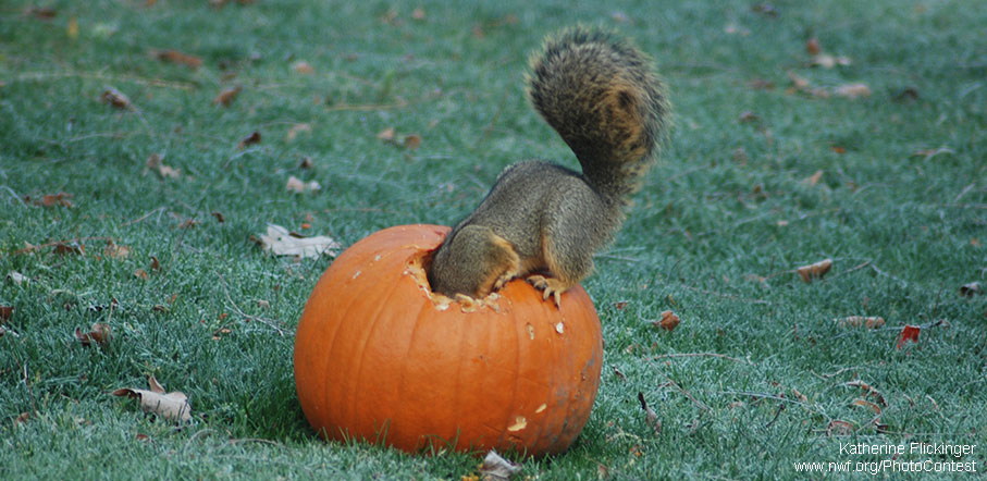 pumpkin guts good for animals