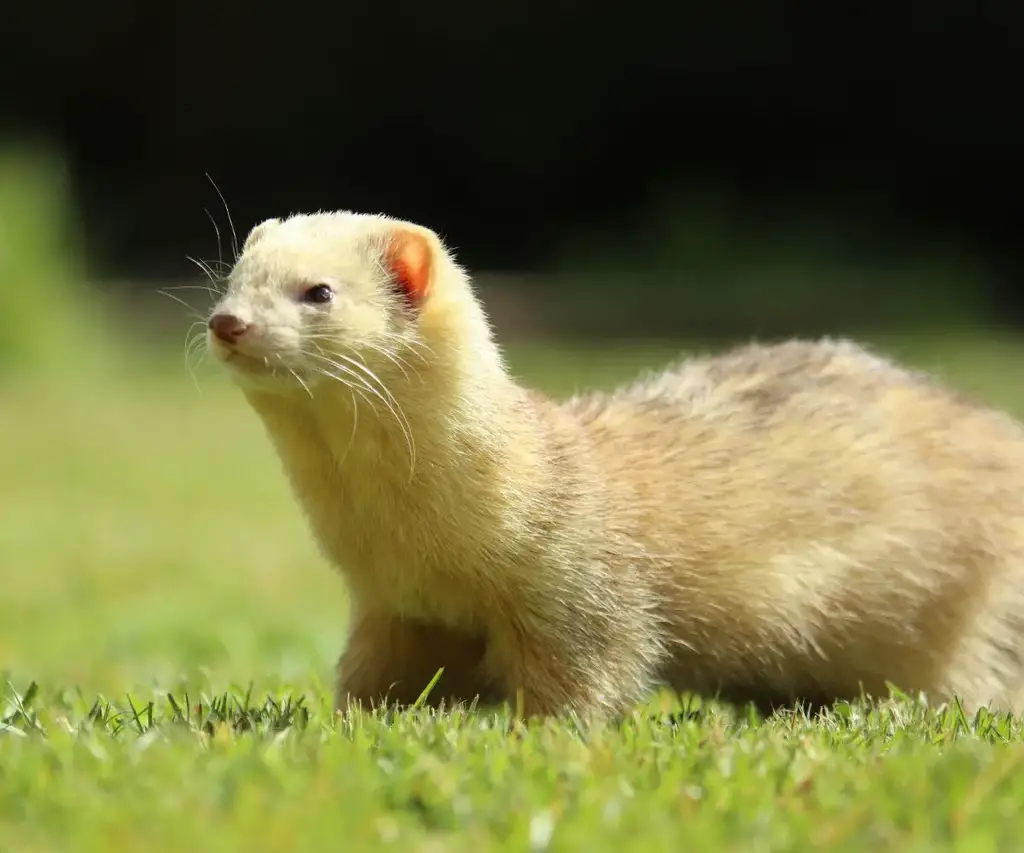 ferrets eat chickens