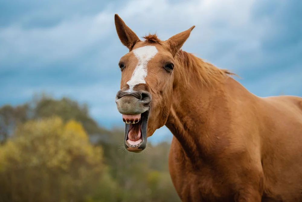 what does it mean when a horse yawns