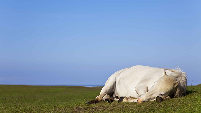 why do horses sleep so little