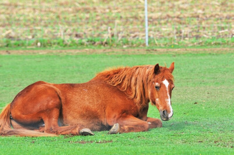 why cant horses lay down