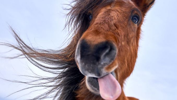 Weird Horse Names to Name Your Horses