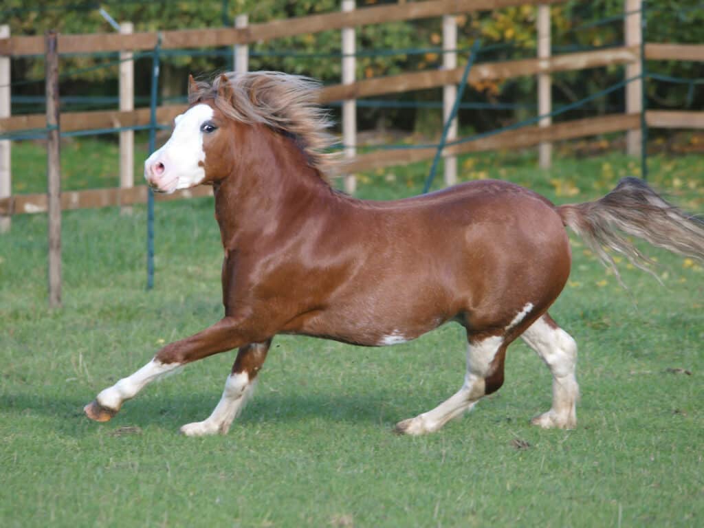 smallest horse breed you can ride