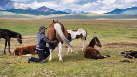 Is horse milk good for humans?