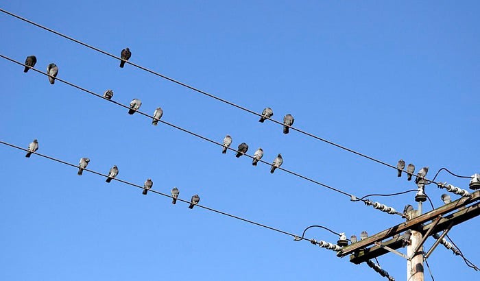 keep birds from sitting on wires