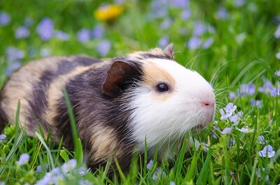 why do guinea pigs shake their bums