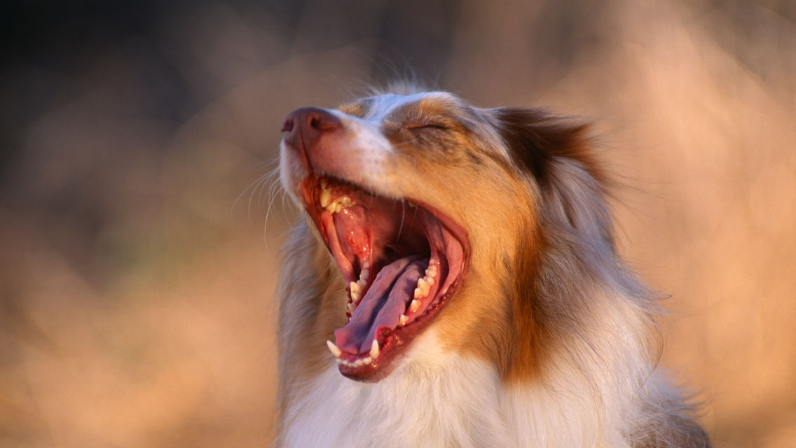 why does my dog grind his teeth after yawning