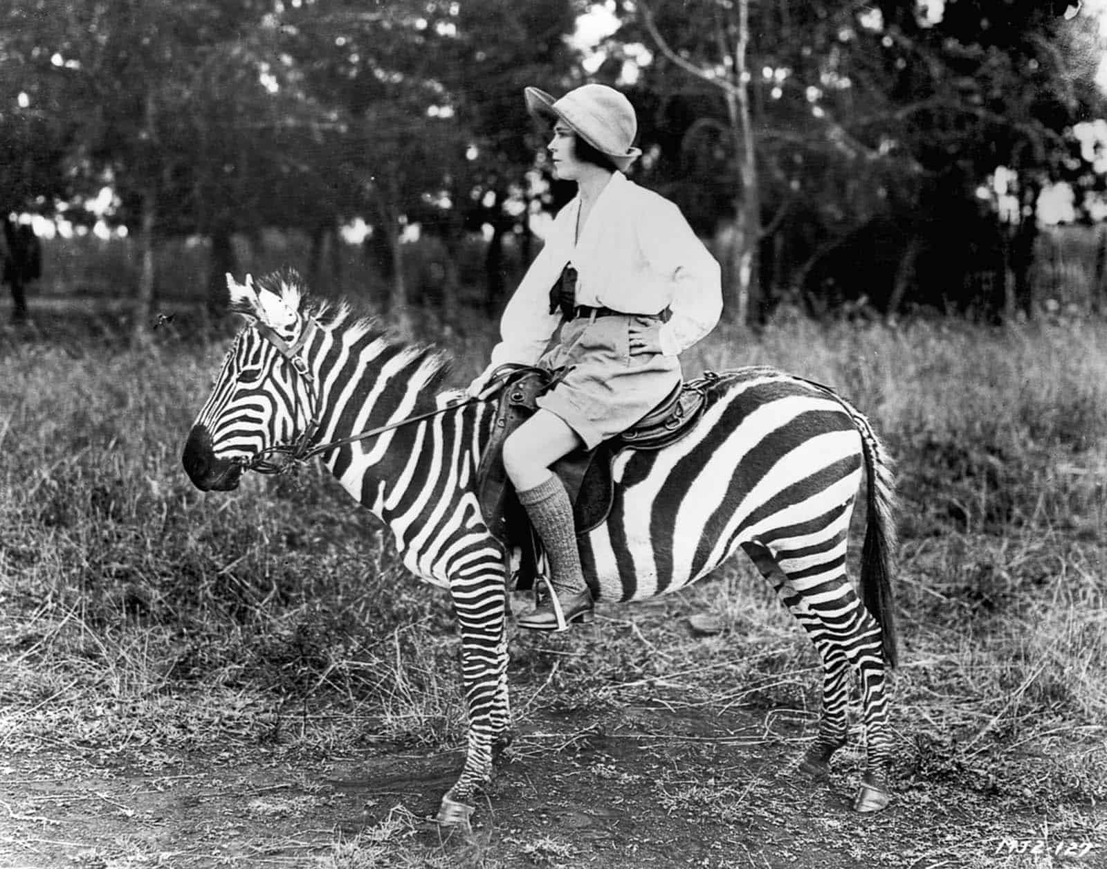 Can a zebra be tamed and ridden?