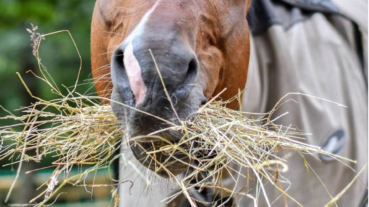 ow-long-does-a-bale-of-hay-last-for-one-horse