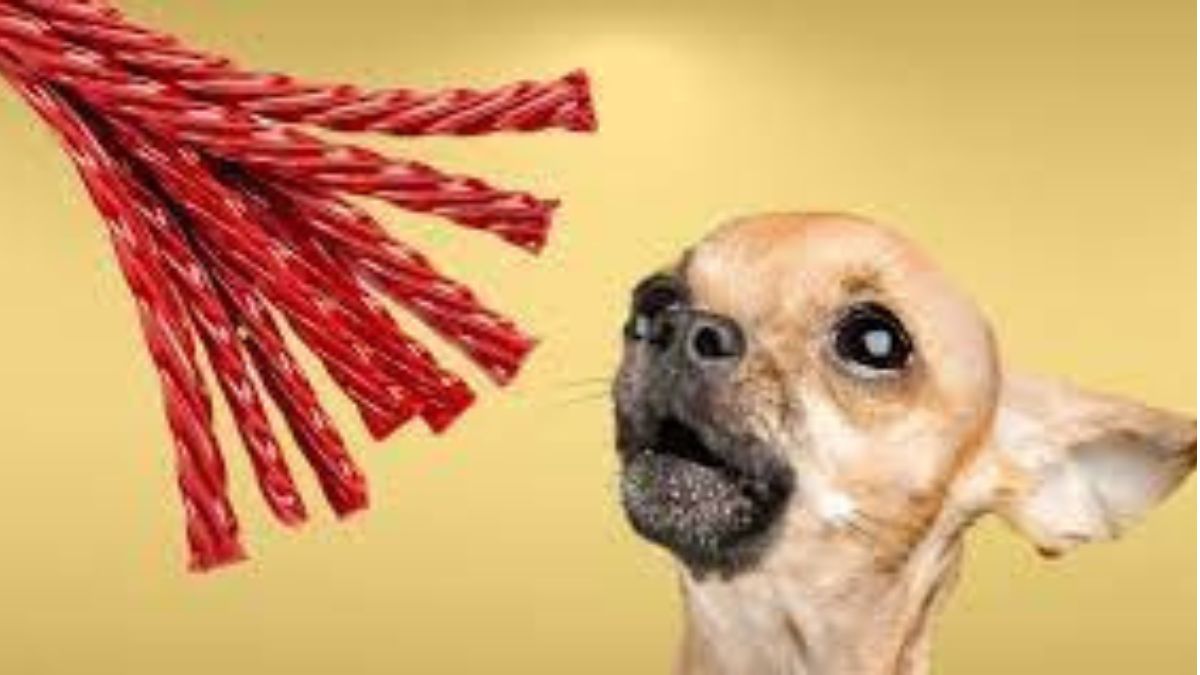 What happens if my dog ate a Twizzler?