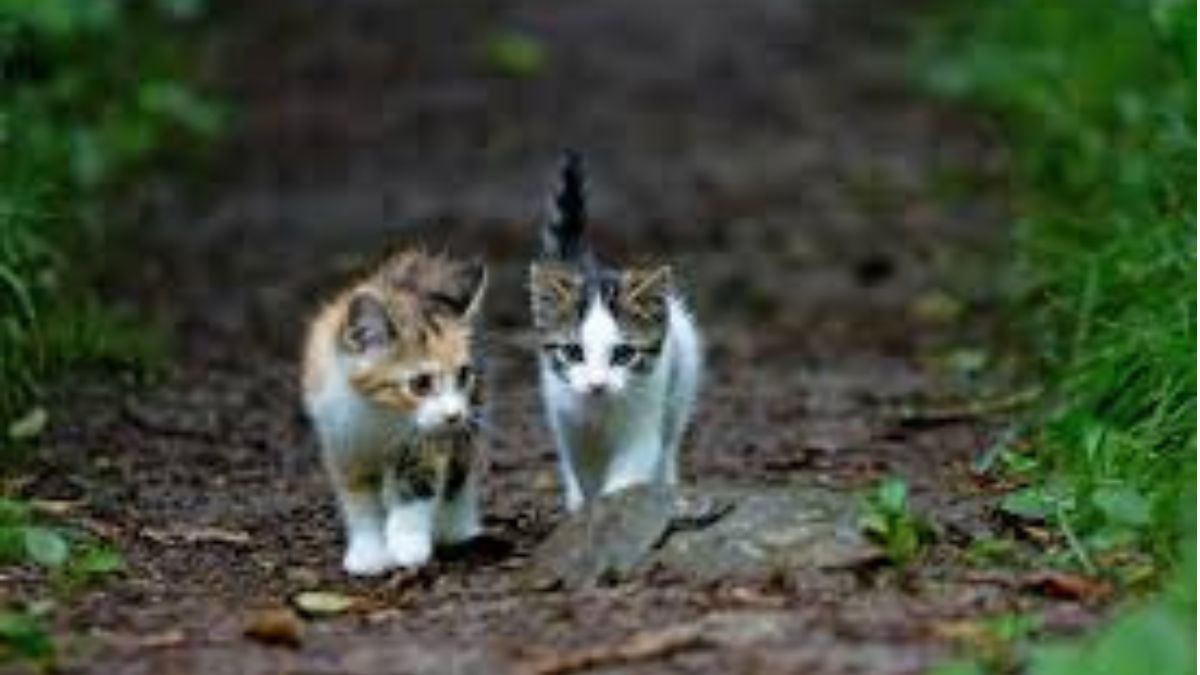 cat in garage during summer