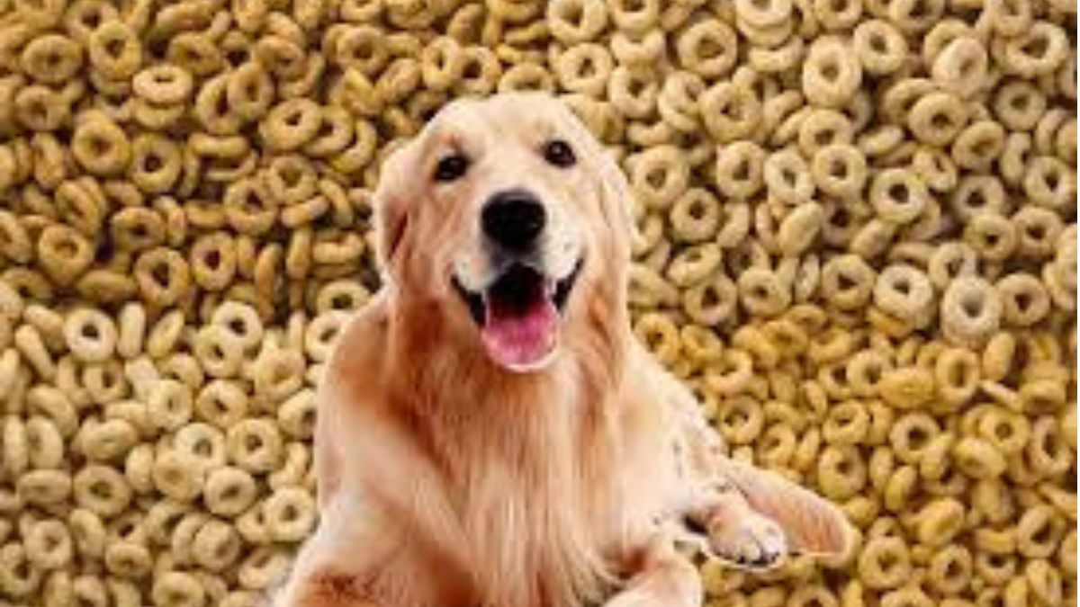 can cheerios give dogs diarrhea