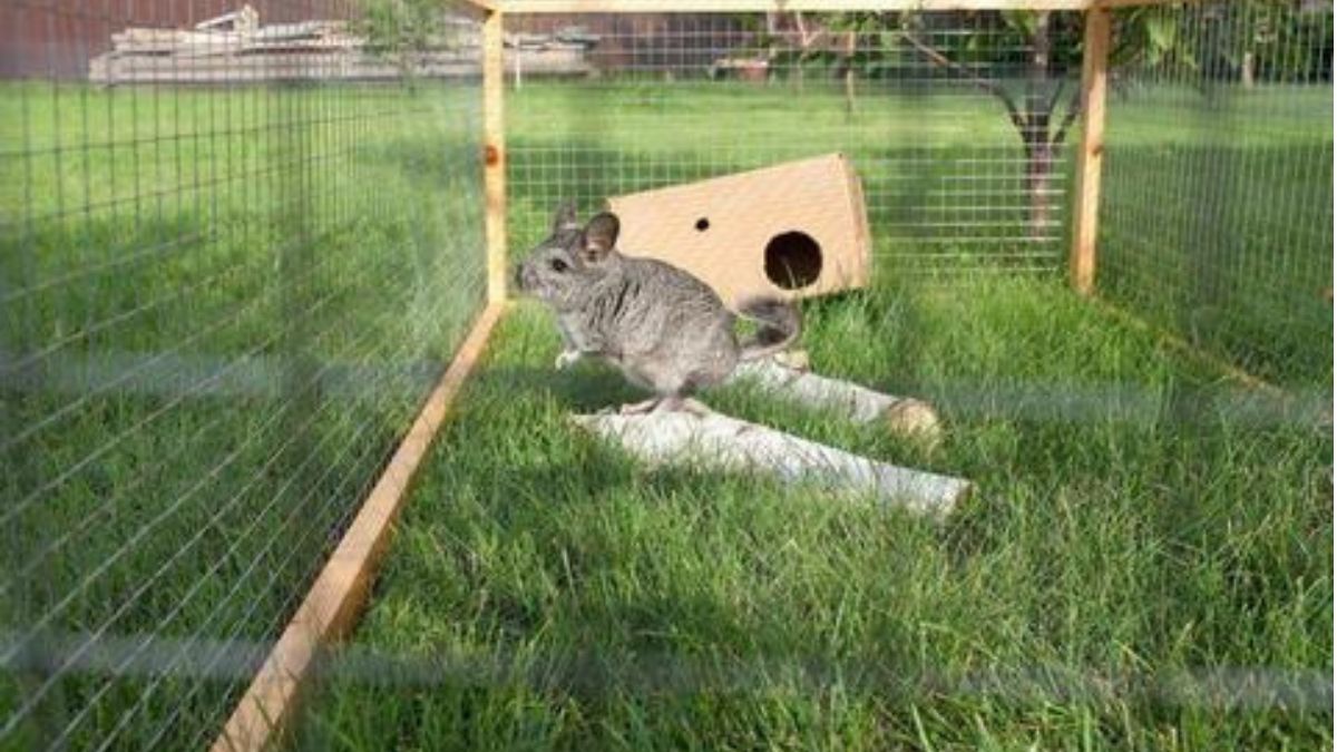 can chinchillas go outside