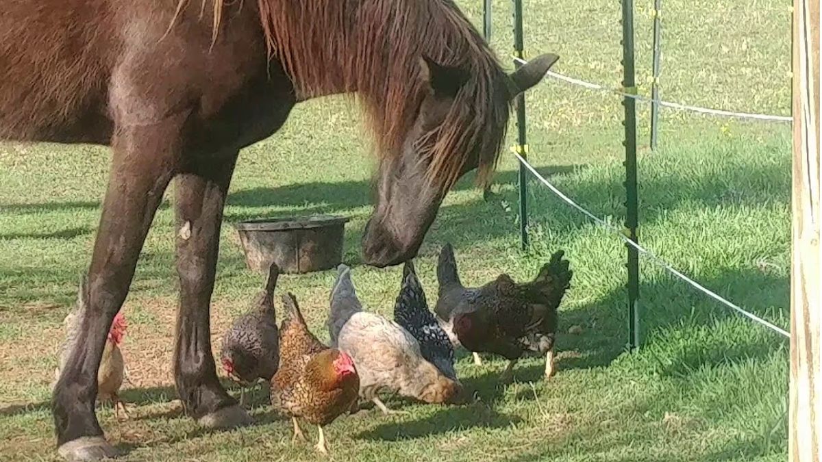 horse eats baby chick