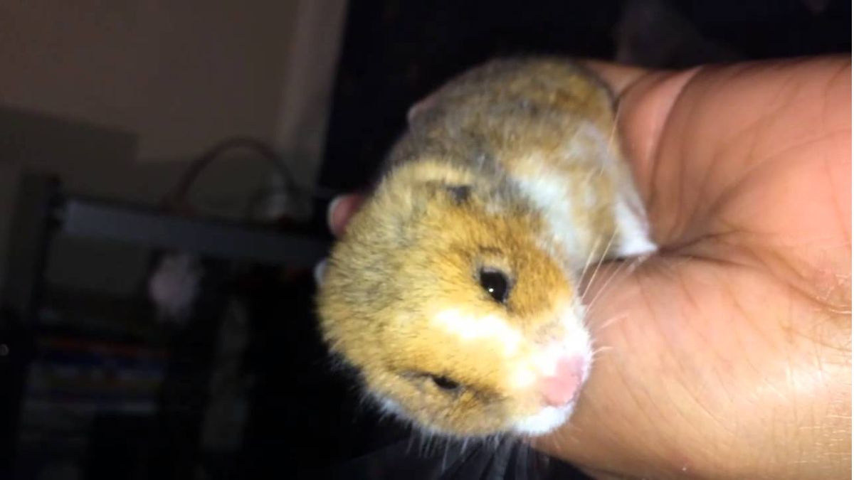 how to revive a hamster